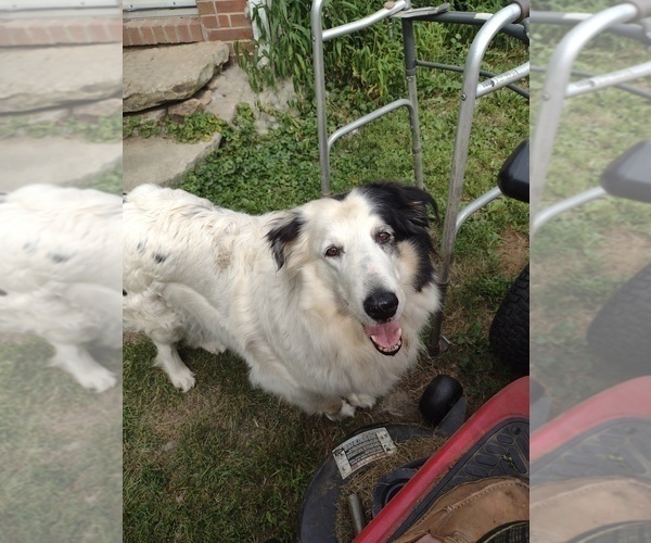 Medium Photo #1 Bearded Collie Puppy For Sale in WINDSOR MILLS, OH, USA