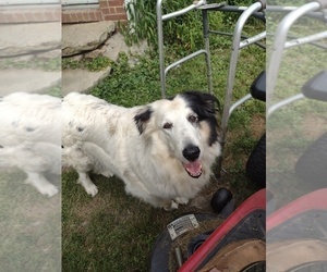 Mother of the Bearded Collie puppies born on 06/12/2022