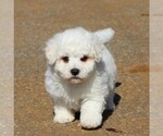 Small Photo #1 Bichon Frise Puppy For Sale in GORDONVILLE, PA, USA