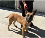 Small #1 Mutt