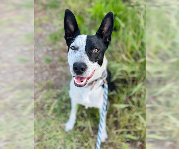 Medium Photo #1 Border Collie-Unknown Mix Puppy For Sale in Santa Cruz, CA, USA