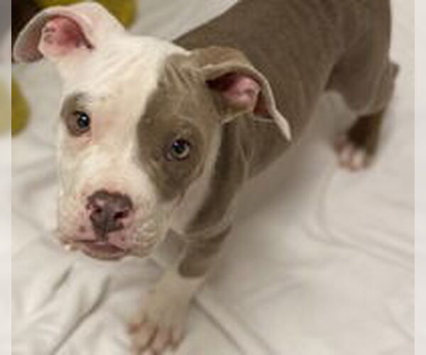 Medium Photo #1 Bulldog Puppy For Sale in Salinas, CA, USA