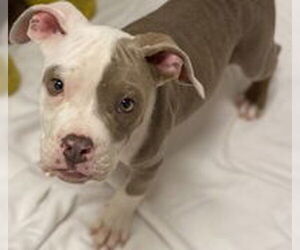 Bulldog Dogs for adoption in Salinas, CA, USA