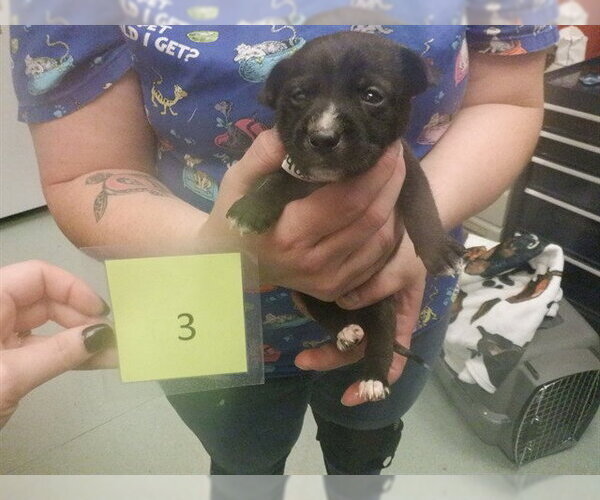 Medium Photo #1 Australian Kelpie-Unknown Mix Puppy For Sale in Oroville, CA, USA