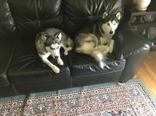 Mother of the Siberian Husky puppies born on 10/15/2018