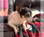 Small #16 Chihuahua Mix
