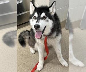 Siberian Husky-Unknown Mix Dogs for adoption in Grand Prairie, TX, USA