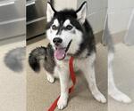 Small Siberian Husky Mix