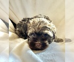 Small Photo #7 Havanese Puppy For Sale in ATHENS, GA, USA