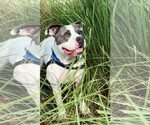 Small American Pit Bull Terrier