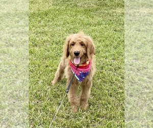 Goldendoodle Puppy for sale in CLARKSVILLE, TN, USA