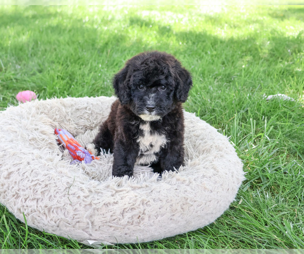 Medium Photo #2 Bernedoodle (Miniature)-Saint Berdoodle Mix Puppy For Sale in SYRACUSE, IN, USA