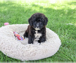 Small #1 Bernedoodle (Miniature)-Saint Berdoodle Mix