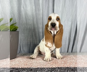 Basset Hound Puppy for sale in GREENWOOD, IN, USA