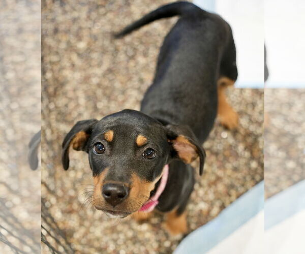 Medium Photo #2 Jack Russell Terrier-Unknown Mix Puppy For Sale in St. Louis Park, MN, USA