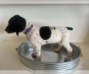 Medium German Shorthaired Pointer