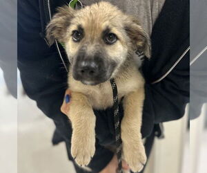 Medium German Shepherd Dog
