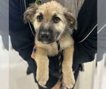 Small German Shepherd Dog