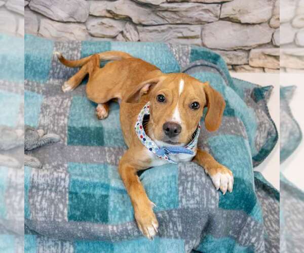 Medium Photo #4 Beagle-Unknown Mix Puppy For Sale in Kennesaw, GA, USA