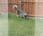 Small #3 Australian Shepherd-Collie Mix