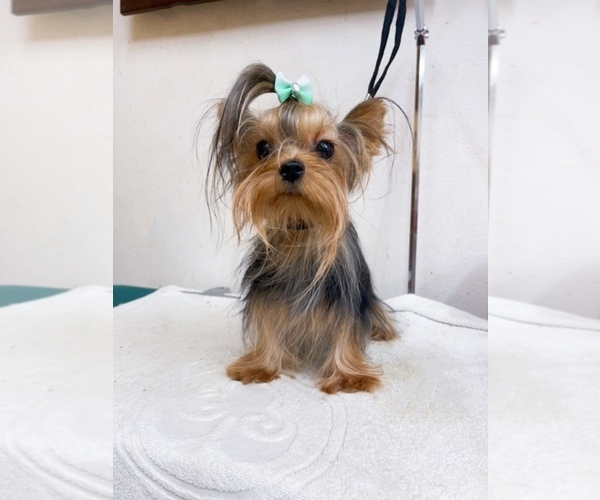 Medium Photo #1 Yorkshire Terrier Puppy For Sale in ASTORIA, NY, USA
