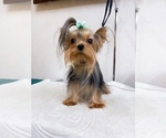 Small Photo #1 Yorkshire Terrier Puppy For Sale in ASTORIA, NY, USA