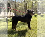 Small #3 Australian Shepherd Mix