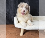 Small #4 Australian Shepherd