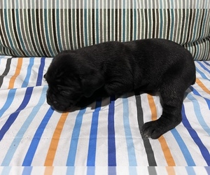 Cane Corso Puppy for sale in SAN BERNARDINO, CA, USA