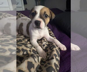 Mutt Dogs for adoption in OKLAHOMA CITY, OK, USA