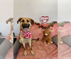 German Shepherd Dog-Unknown Mix Dogs for adoption in Rockaway, NJ, USA