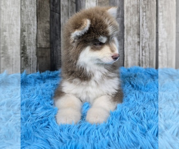Medium Photo #9 Pomsky Puppy For Sale in BELLEVUE, IA, USA