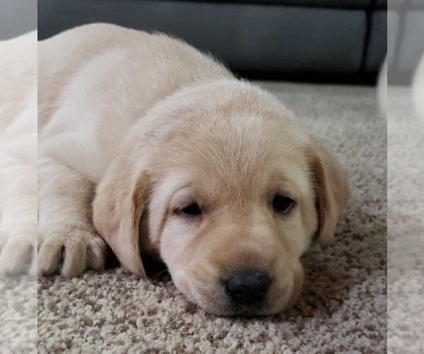 Medium Photo #152 Labrador Retriever Puppy For Sale in OLYMPIA, WA, USA