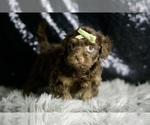 Small Photo #6 YorkiePoo Puppy For Sale in WARSAW, IN, USA