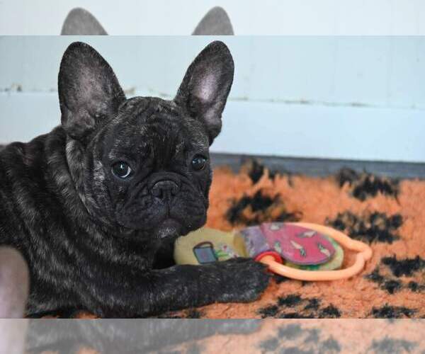 Medium Photo #1 French Bulldog Puppy For Sale in Algyo, Csongrad, Hungary