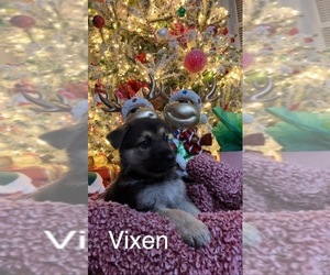 German Shepherd Dog Puppy for sale in E LAURINBURG, NC, USA