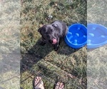 Small Photo #4 Labrador Retriever Puppy For Sale in LONGMONT, CO, USA