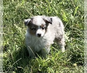 Miniature Australian Shepherd Puppy for sale in FORT MORGAN, CO, USA