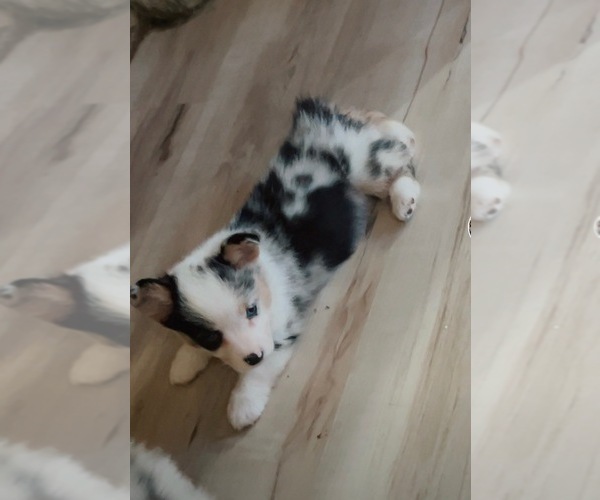 Medium Photo #14 Cardigan Welsh Corgi-Pembroke Welsh Corgi Mix Puppy For Sale in ALEXANDRIA, IN, USA