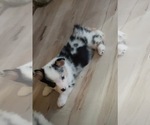 Small #13 Cardigan Welsh Corgi-Pembroke Welsh Corgi Mix