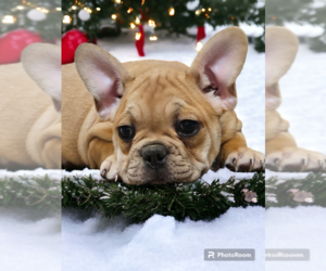 French Bulldog Puppy for sale in NILES, MI, USA