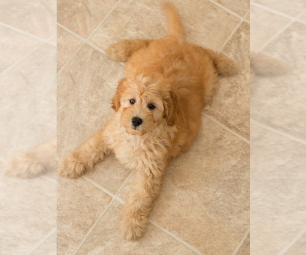Medium Photo #4 Goldendoodle Puppy For Sale in BAY VIEW, WI, USA