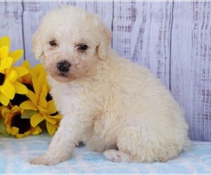 Poodle (Miniature)-Sheepadoodle Mix Puppy for sale in FREDERICKSBG, OH, USA