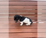 Small #6 Dachshund