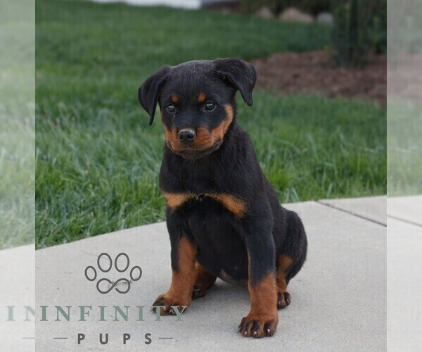 Medium Photo #2 Rottweiler Puppy For Sale in CHRISTIANA, PA, USA