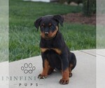 Small #1 Rottweiler