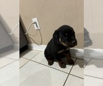 Puppy Puppy 6 Rottweiler