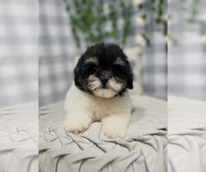 Shih-Poo Puppy for sale in MARIETTA, GA, USA