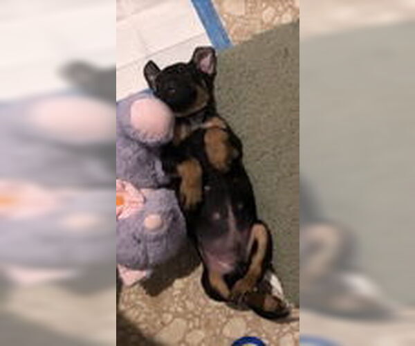 Medium Photo #3 American Pit Bull Terrier-Chihuahua Mix Puppy For Sale in Hillsboro, MO, USA