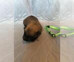 Small Photo #6 Belgian Malinois Puppy For Sale in UNION BEACH, NJ, USA